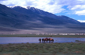 Altai